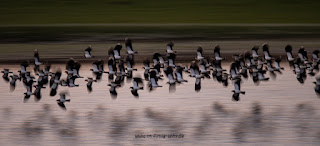 Wildlifefotografie Naturfotografie Lippeaue Olaf Kerber