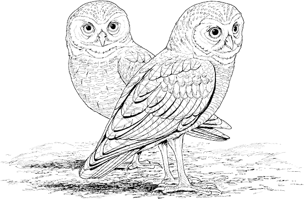Difficult Animals Coloring Pages For Adults Barn