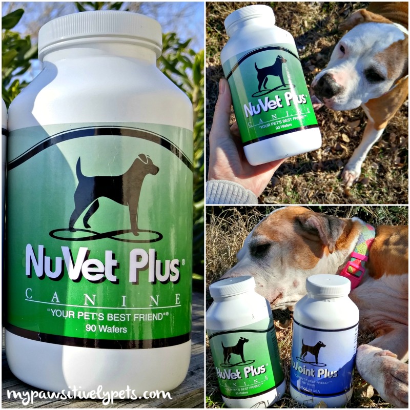 Vitamins for Dogs | NuVet Review | Pawsitively Pets