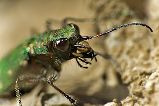 Para ampliar Cicindela campestris (Linnaeus, 1758) hacer clic