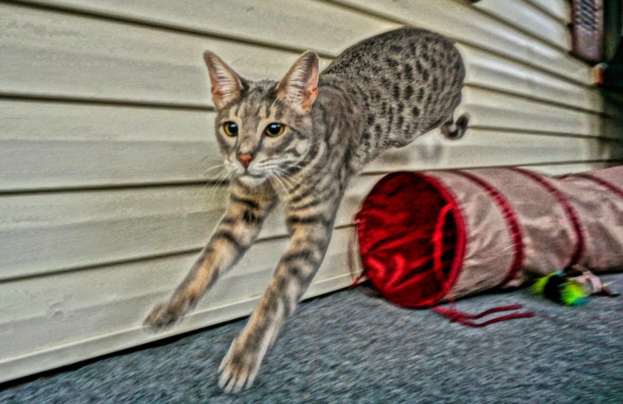 Bob the Savannah  Cat