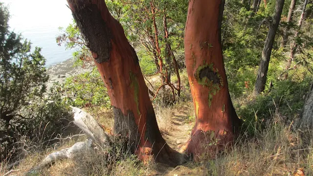 largest Madrone tree ever