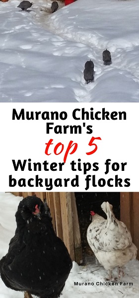 Top tips for raising chickens in cold weather
