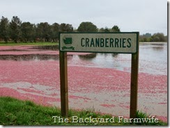 cranberry pickin' - The Backyard Farmwife
