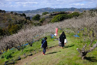 梅林の中を歩く