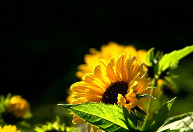 Sun Flowers Wallpapers