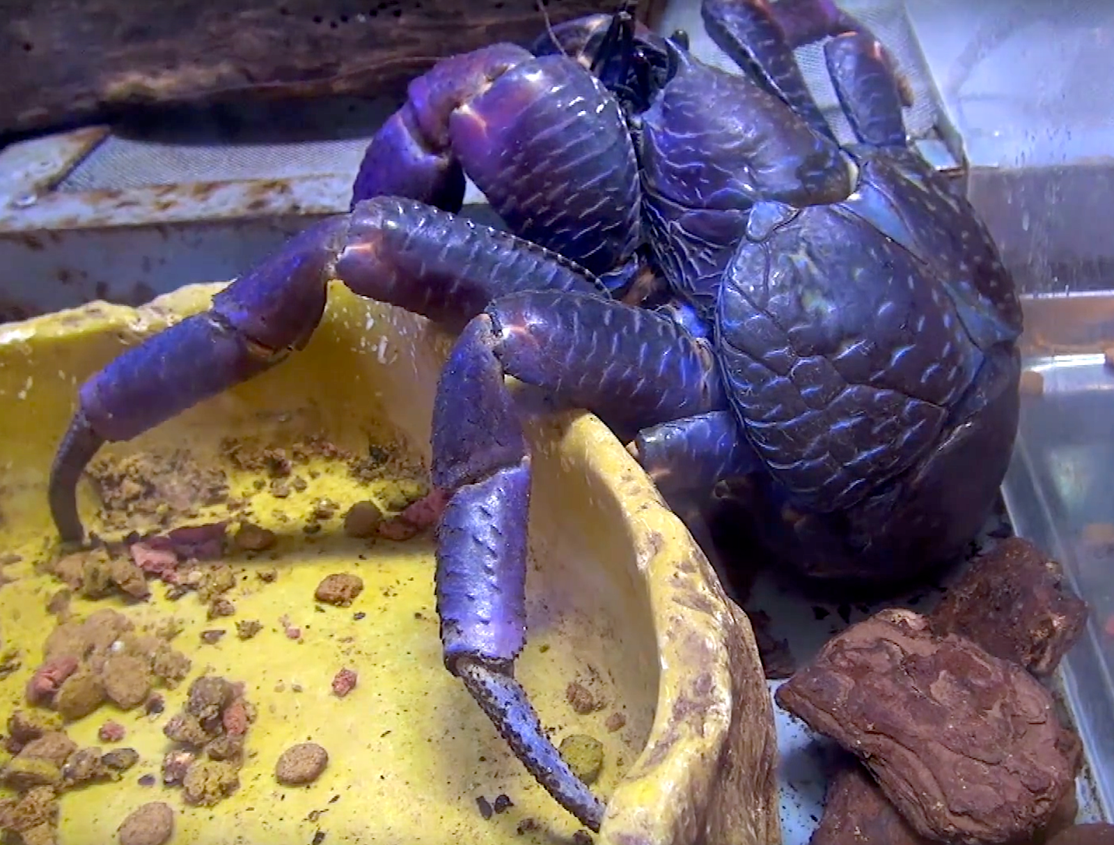 Aquarium Movies Japan Archive 生きている魚図鑑 ヤシガニ Coconut Crab Birgus Latro Aquarium Movies Japan Archive 生きている魚図鑑 ヤシガニ Coconut Crab Birgus Latro