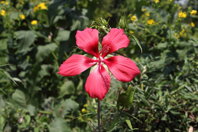 Scarlet Rosemallow Flowers Pictures