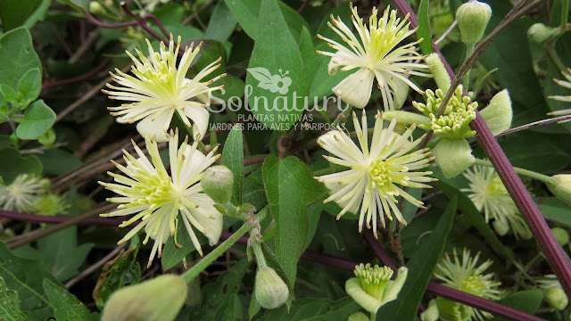 Clematis bonariensis  Cabello de ángel