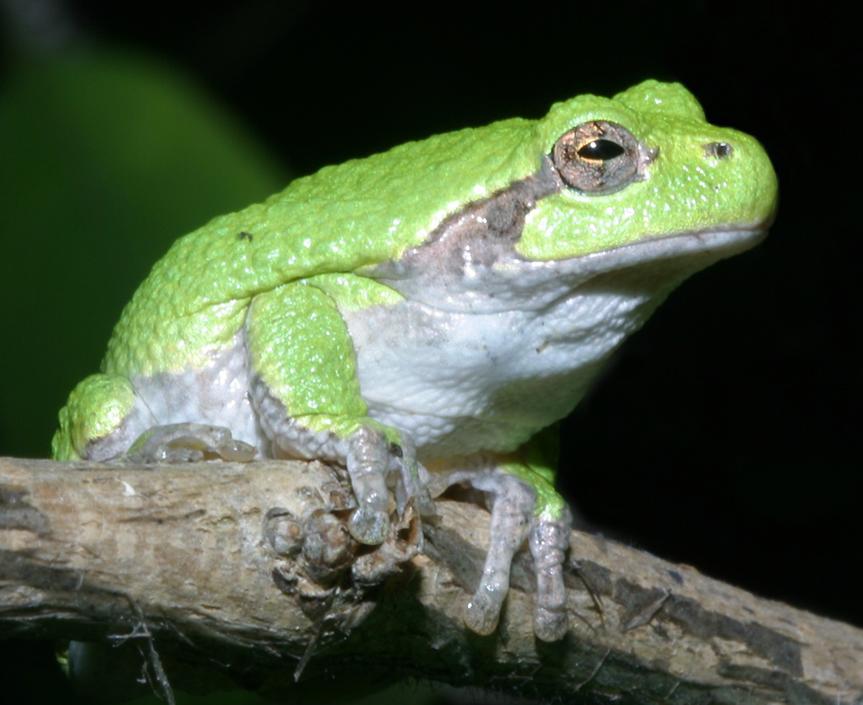 tree frog pictures. tree frog drawing