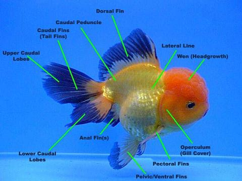 Sejarah Ikan Mas Koki Ikan Hias Aquarium