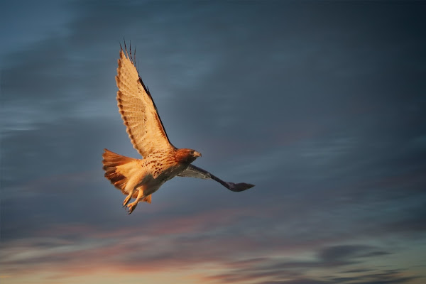 Amelia flying against a dark evening sky.