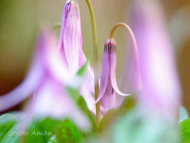 Erythronium japonicum