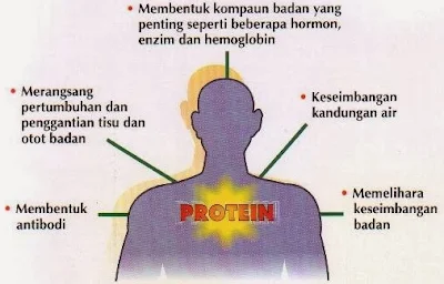 Fungsi protein dalam Tubuh Manusia