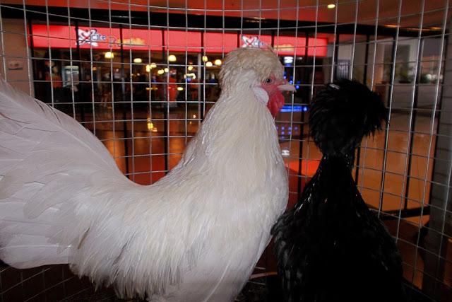 Serama Chicken on display at at J-Mall, Mandaue City, Cebu