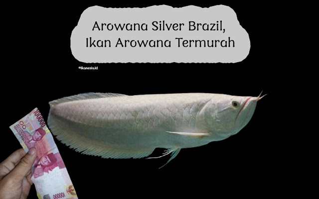 Ikan Arwana Murah