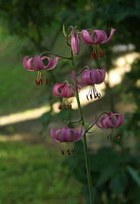 Лилия кудреватая (Lilium martagon)