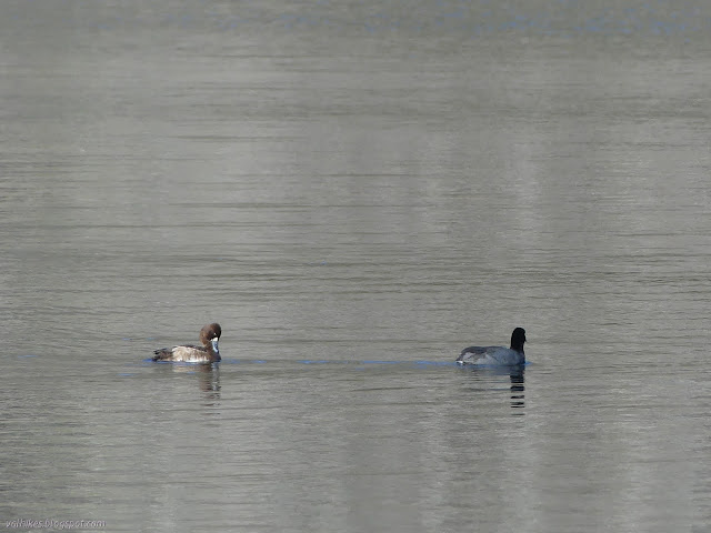 lesser scoup and a coot