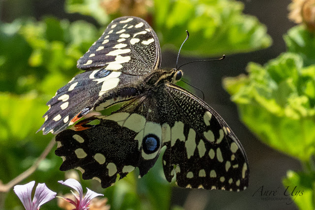 Citrus Swallowtail Butterfly in Flight Kirstenbosch 