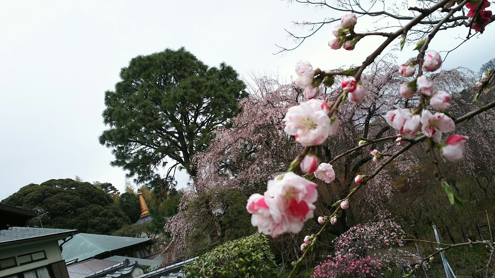 本土寺 公式ブログ 今日の風景 3月 19