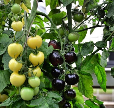 Tomato hitam dan putih pertama dunia dihasilkan