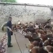 Damn Who Let The Dogs Out.
