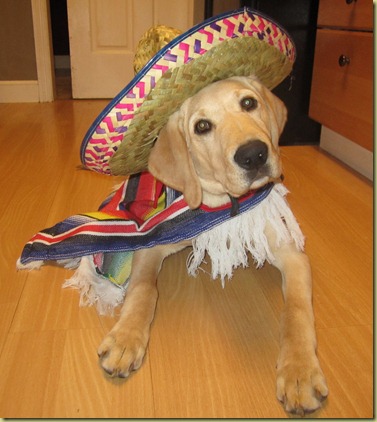 Perez laying on the kitchen floor with a sombrero on his head and a colorful striped serape.