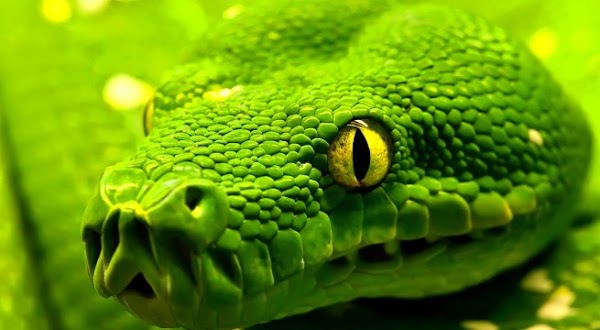 Las 10 serpientes más venenosas del planeta
