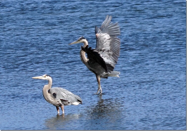 anacortes blue heron 061715 00000