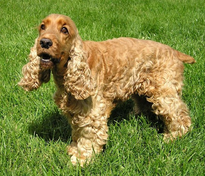 English Cocker Spaniel Picture