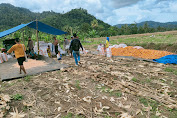  Harga Jagung Murah Petani di Kecamatan Limau Mengeluh.