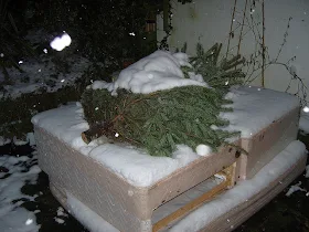 sad dead christmas tree seazed under snow
