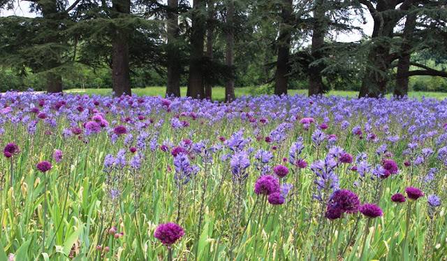 Fab sultry alliums and camassia combo 