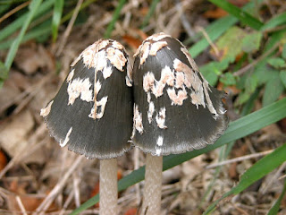 Coprinopsis picacea - Coprin pie - Coprin noir et blanc