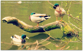 resting Mallard ducks at National Trust Waggoners Wells