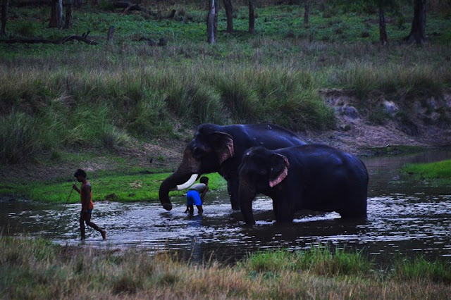 elephants safari Bandhavgarh National Park and Tiger Reserve