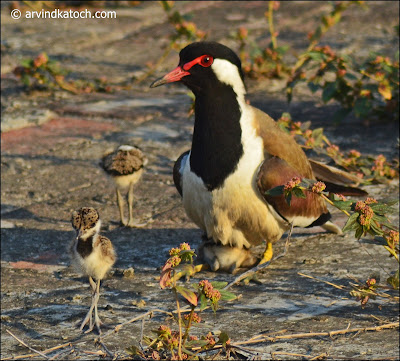 Red-wattled Lapwing, babies,