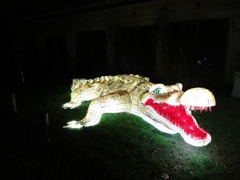 2018.12.03-082 crocodile