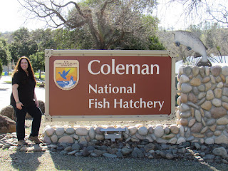 northern california fish hatcheries best travel guide adventures