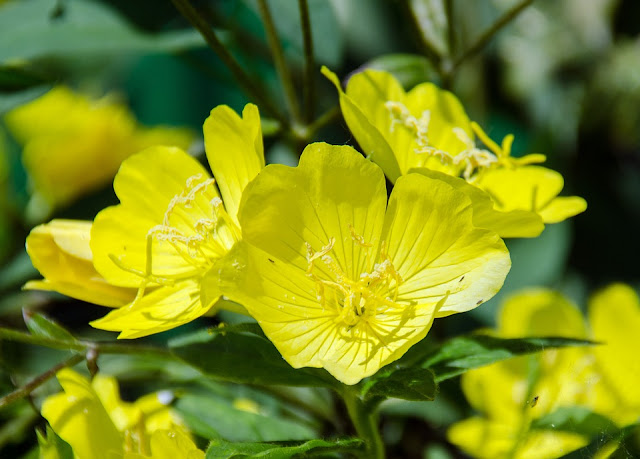 Natural Oils Like Evening Primrose Oil For Sensitive Skin