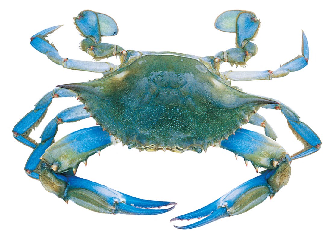Body Painting Wallpapers: Crabs Wallpapers | Blue Crabs, Crabs Desktop ...