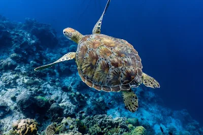 Found a way to protect sea turtles from global warming