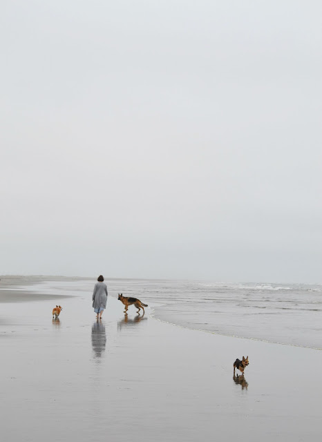 beach, ocean, lifestyle, washington, travel, corgi, dogs