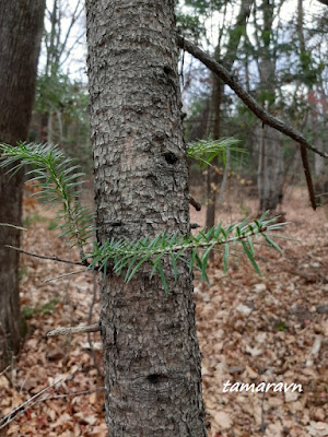 Пихта цельнолистная / Пихта чёрная (Abies holophylla)