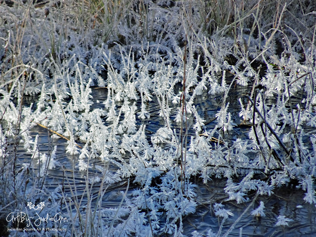 Frost Feathers Maco Photography