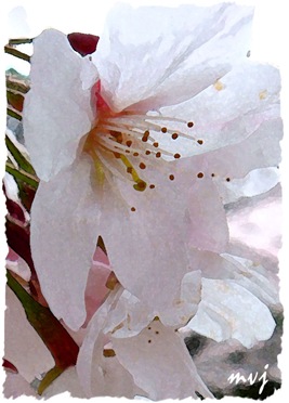 sakura-3