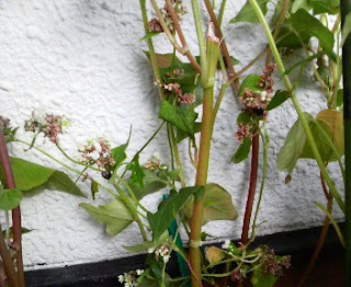 そばの花は、１６０日目を迎えました