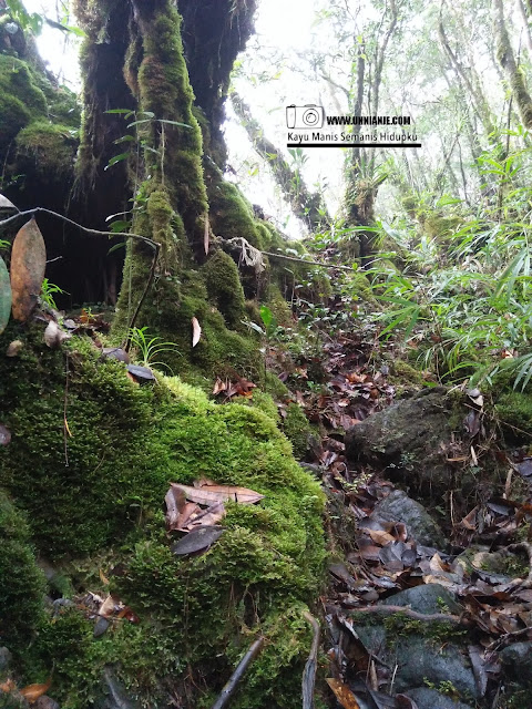 Pengalaman Mendaki Gunung Silam, Lahad Datu Sabah