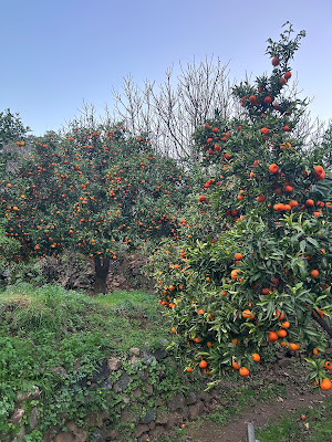 Picture of Mandarin Trees