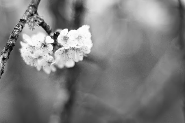 Obsidian Photography, Baskett Slough, Cherry Blossoms, Oregon, Brian Geerlings